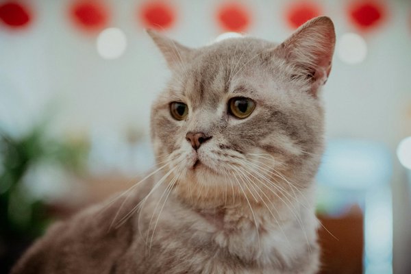 Finden sie ihren perfekten sonnenhut: der ultimative leitfaden für jede gesichtsform!